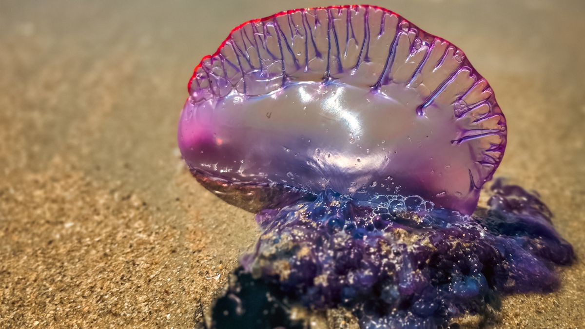 Fotógrafo registra animal marinho próximo à arrebentação; autoridades pedem cuidado aos banhistas