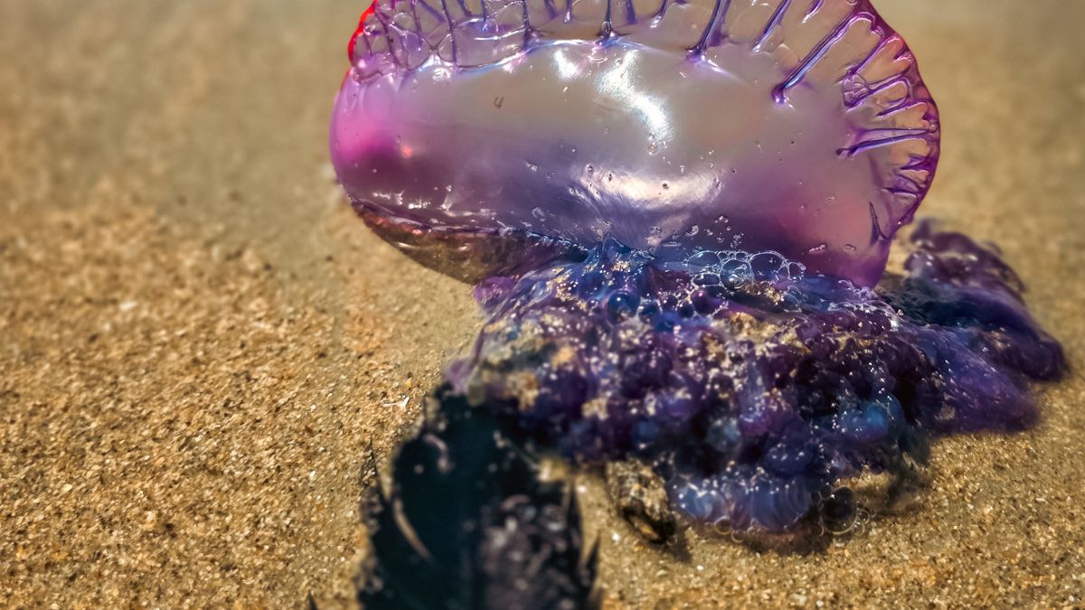 A presença crescente das caravelas-portuguesas nas praias serve como lembrete dos riscos escondidos nas águas aparentemente calmas do litoral/ Rodrigo Nattan