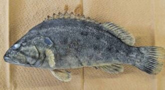 Cientistas e pescadores confirmam segundo caso no mar japonês.