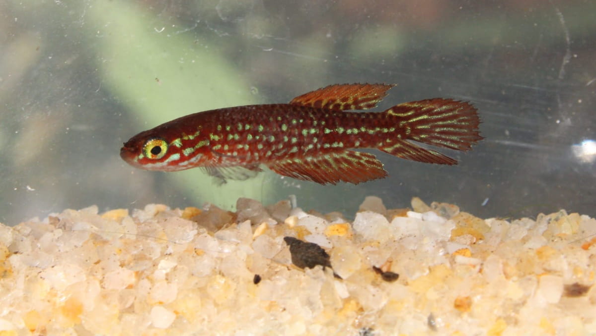 A trajetória dessa espécie é curiosa e ilustra como a natureza ainda guarda surpresas