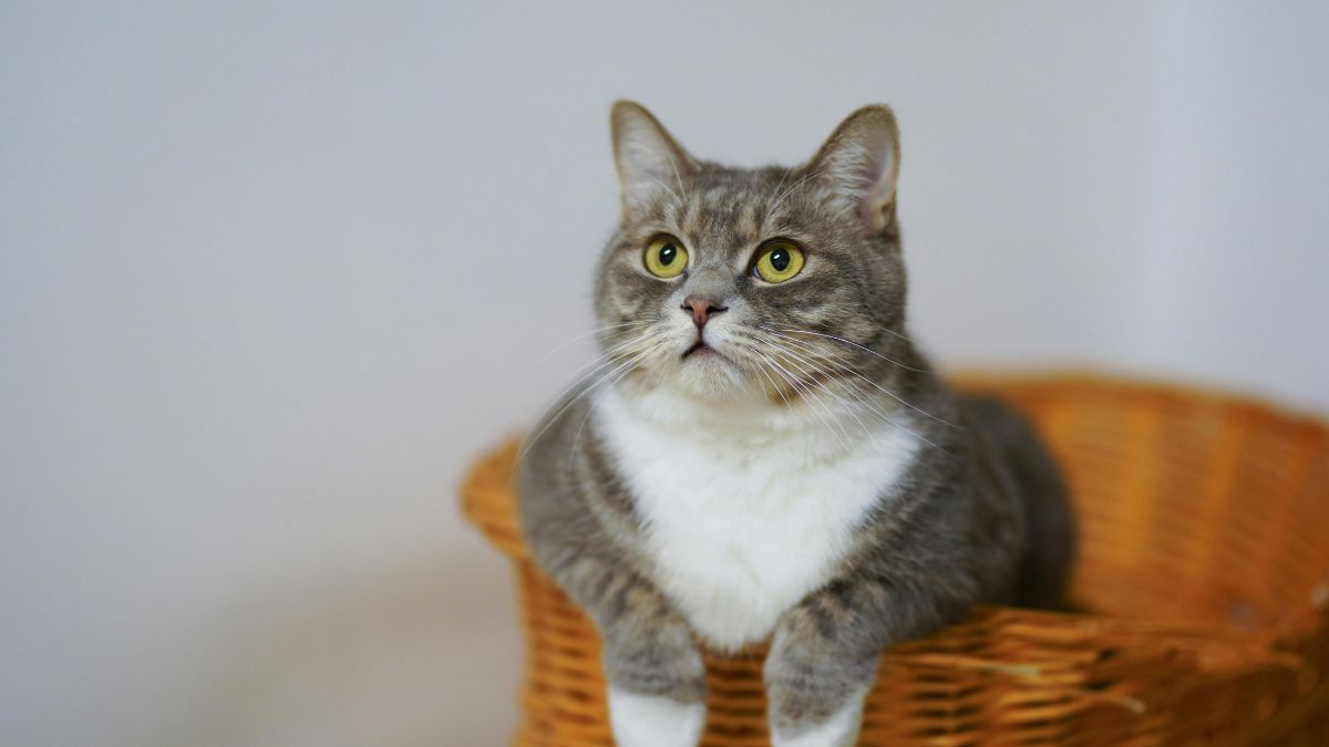 Gatos domésticos: apesar da fama de independentes, podem se mostrar extremamente apegados e reconhecer rotinas e presença humana/Pexels