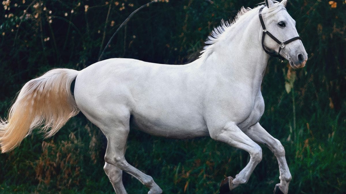Cavalos: formam laços duradouros, seguindo comandos e mostrando confiança plena/Pexels