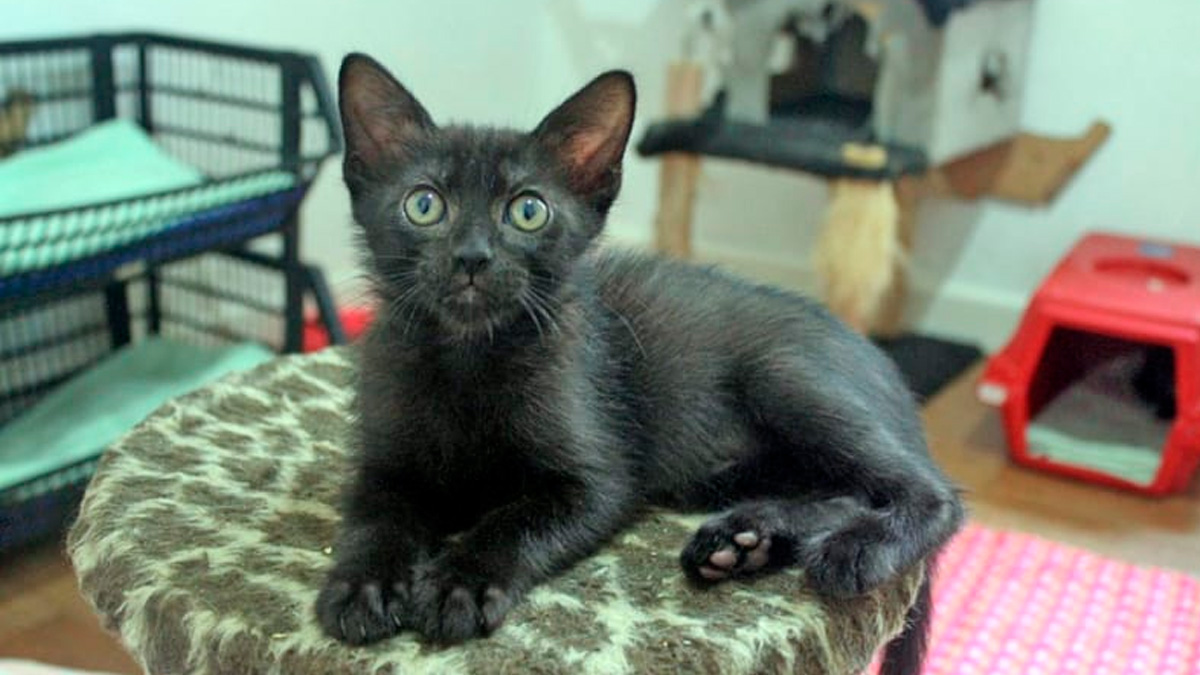 Os gatos pretos são, há séculos, alvos de mitos e superstições que os associam ao azar.