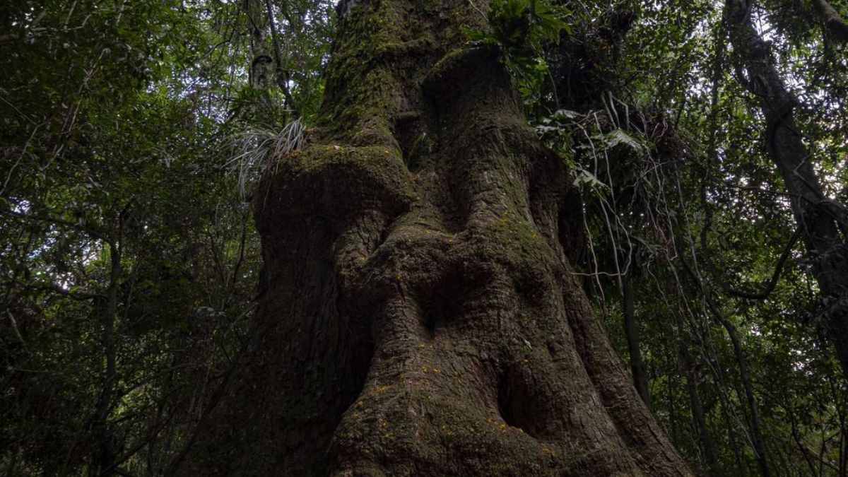 No Parque é possível: Receber palestra dos Monitores Ambientais contextualizando o Parque Estadual do Turvo, sua biodiversidade e o Salto do Yucumã; Conhecer a Mostra da Biodiversidade animais empalhados e imagens dos animais capturadas pelas câmeras internas do Parque/ Rota do Yucuma