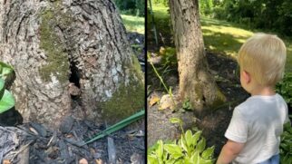 Theo observa atentamente o sapo Sr. Toad em seu pequeno abrigo no jardim uma amizade que uniu curiosidade infantil e amor pela natureza
