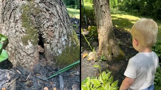 Theo observa atentamente o sapo Sr. Toad em seu pequeno abrigo no jardim uma amizade que uniu curiosidade infantil e amor pela natureza