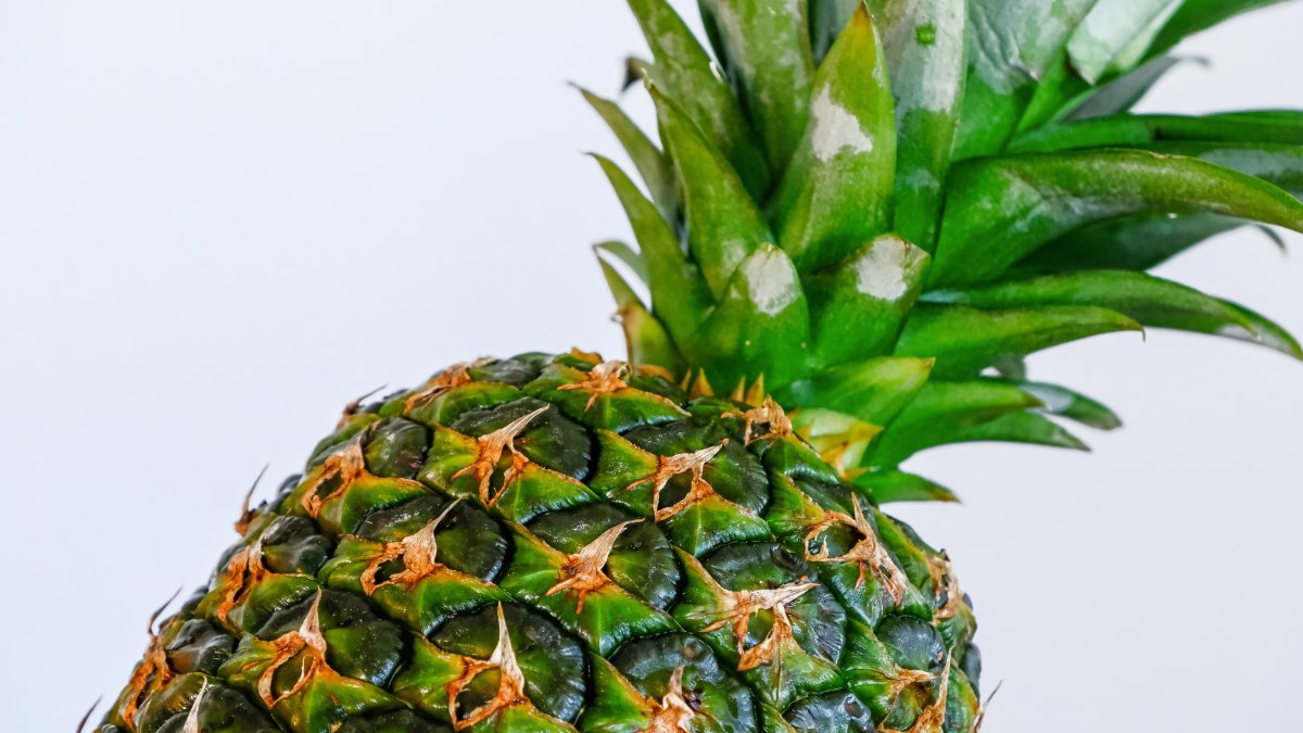 A coroa do abacaxi pode ser replantada e gerar uma nova fruta / Pixabay