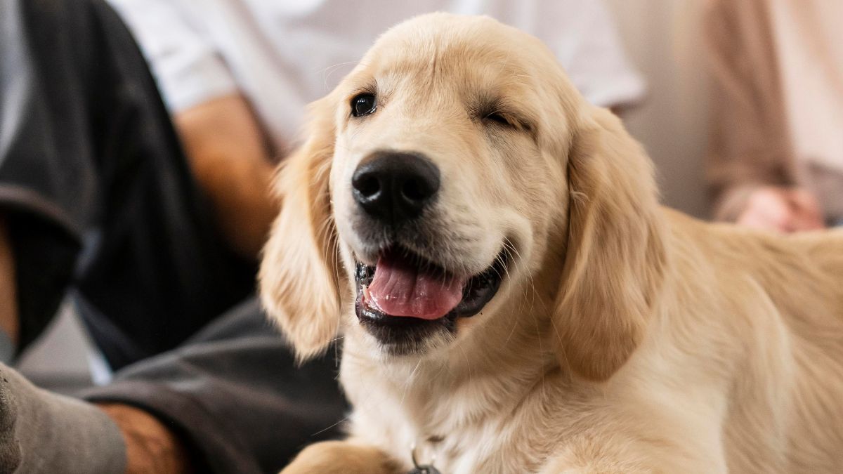 6) Golden Retriever - não são apenas leais, mas também incrivelmente empáticos.