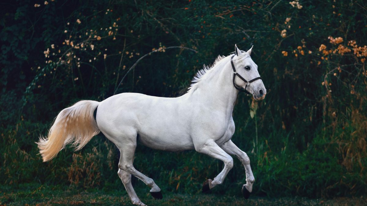 Cavalo: nascidas em 1966, 1978, 1990, 2002, 2014 - Pexels