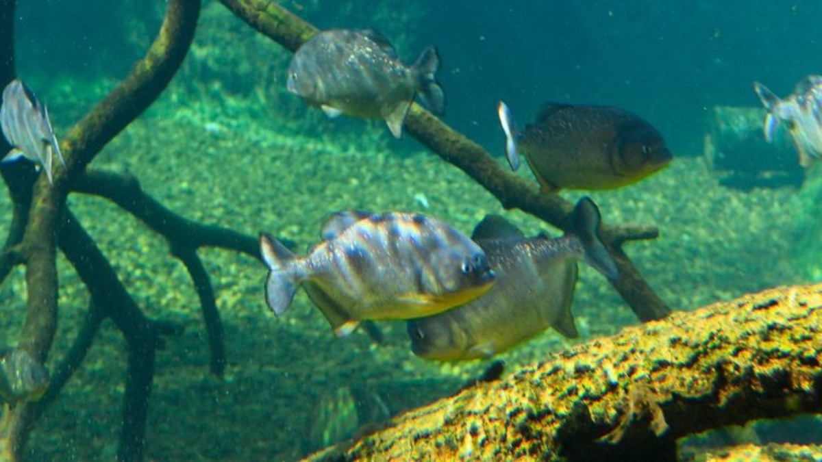 O Bioparque Pantanal é um espaço que encanta e educa, oferecendo aos visitantes uma visão única dos ecossistemas aquáticos e da biodiversidade brasileira / Bioparque Pantanal/Divulgação