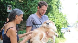 A vacina V10 protege os cães contra as principais doenças virais