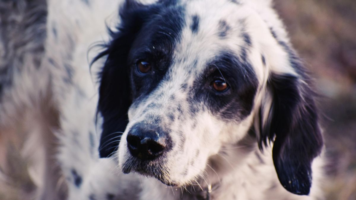 Estresse e ansiedade podem causar insônia em cães/Pexels