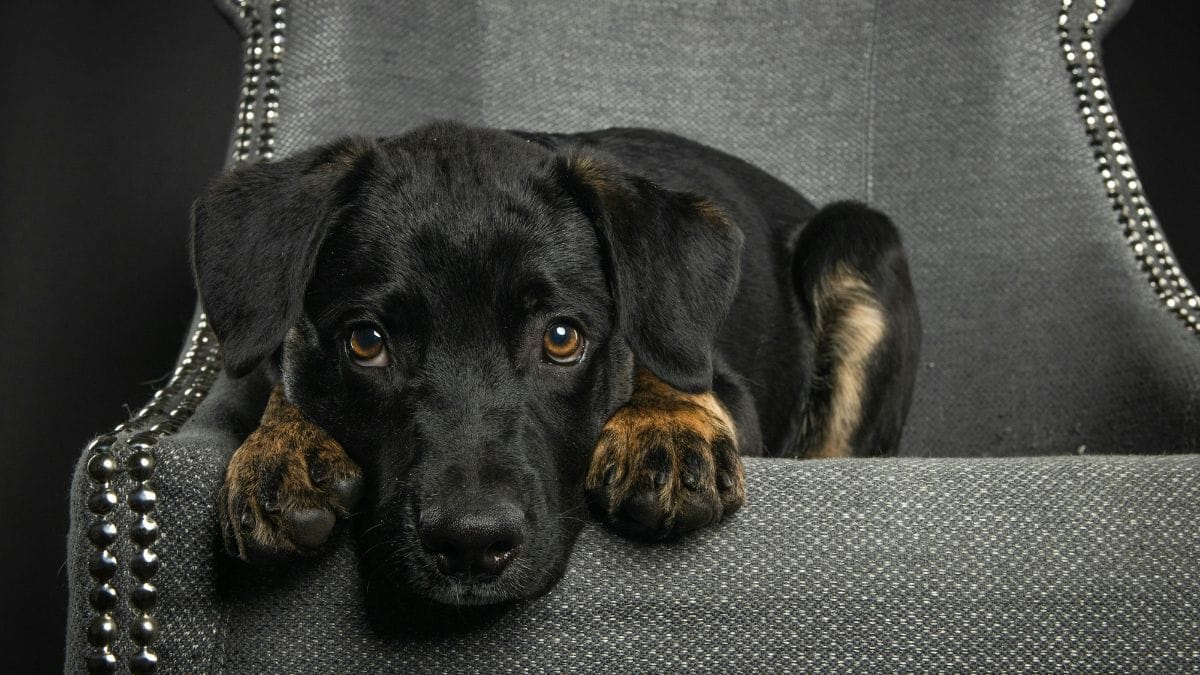 Pesadelos são comuns, e o ideal é acordar o pet com cuidado/Pexels
