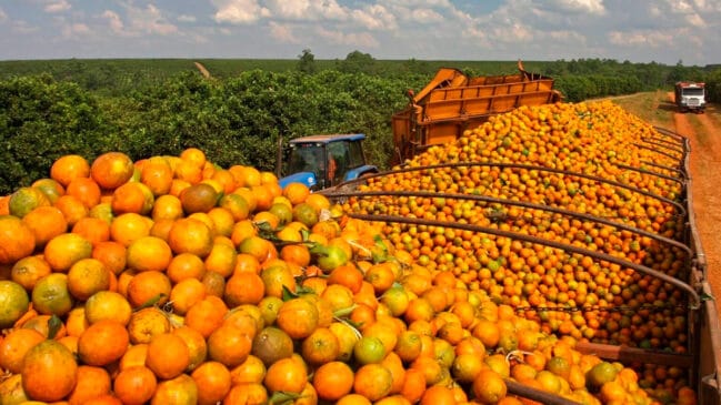O Brasil é hoje o maior produtor de laranja do mundo, e o interior de São Paulo concentra cerca de 80% de toda a produção naciona
