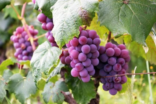 Uva Niágara Rosada, especialidade de Jundiaí, é uma mutação da uva-branca tradicional, surgida na década de 1930