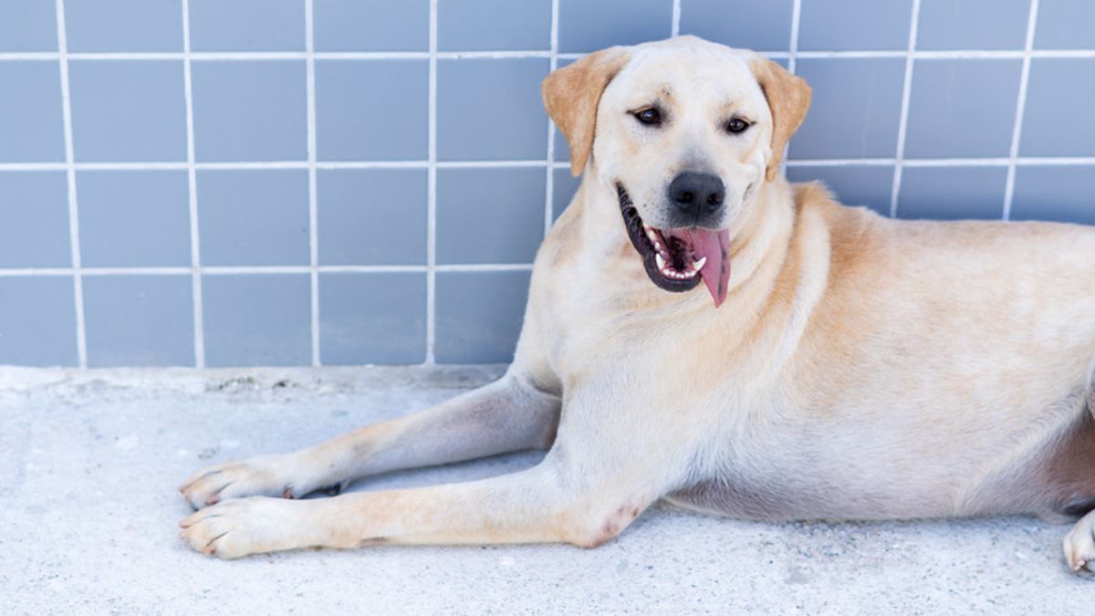 Os animais já estão castrados e vacinados