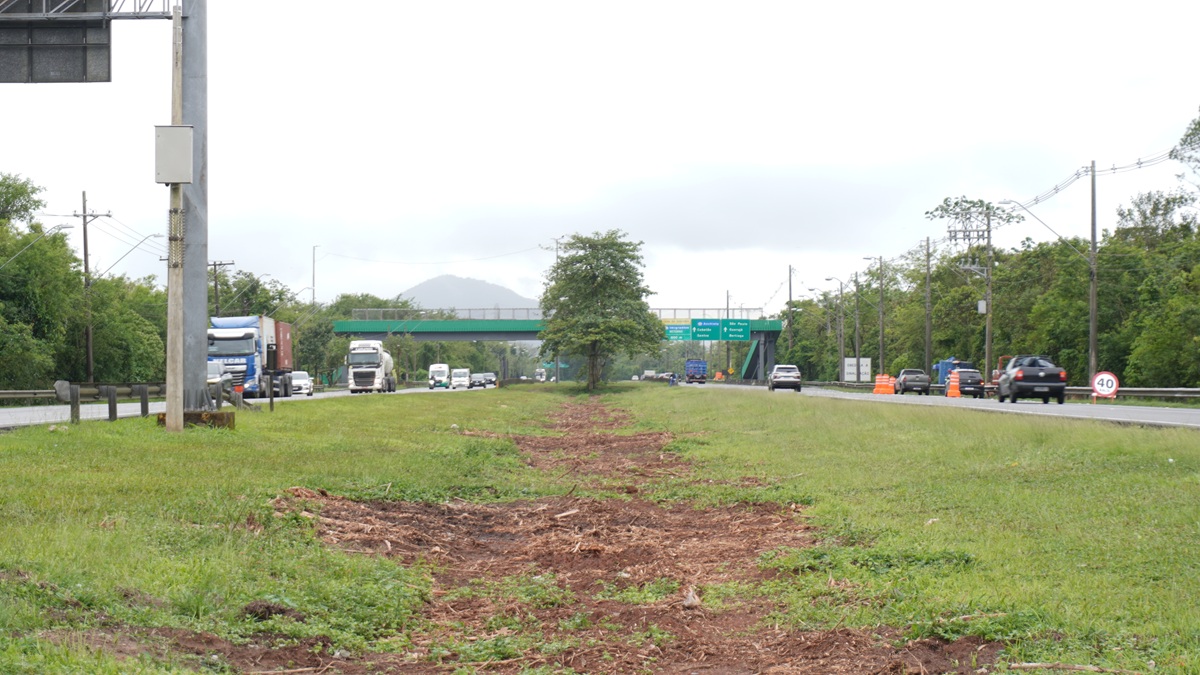 Sansão do Campo não é uma espécie nativa da Mata Atlântica, o que significa que sua retirada não causa impacto ambiental ao bioma da região (Renan Lousada/DL)