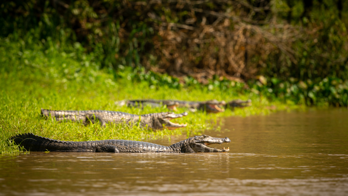 Apesar da fama, os animais não fazem parte da rotina dos moradores
