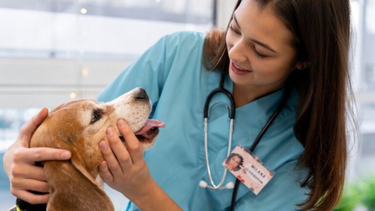 O projeto foi iniciado em 2019 e já cadastrou 124 animais, sendo 69 cães e 55 gatos