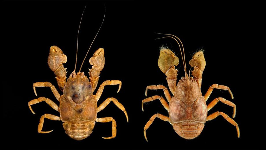 Atualmente, 102 espécies de egla são conhecidas pela ciência, mas os pesquisadores acreditam que esse número deve aumentar à medida que novas áreas são estudadas