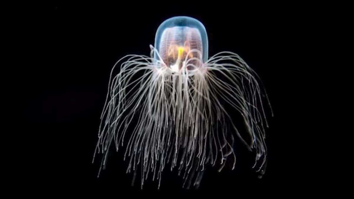 Com apenas 4,5 milímetros de diâmetro, ela é a prova viva de que a natureza ainda guarda segredos que a ciência apenas começa a decifrar