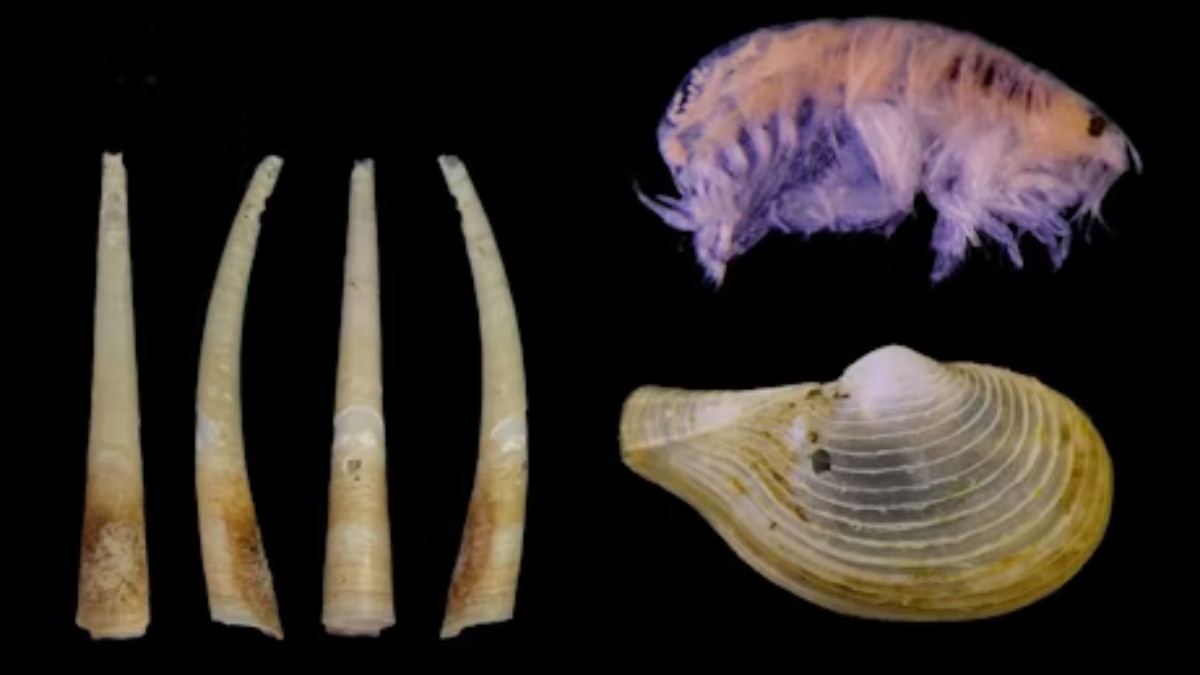 Pesquisadores identificaram 14 novas espécies de animais marinhos vivendo a até 6.400 metros de profundidade