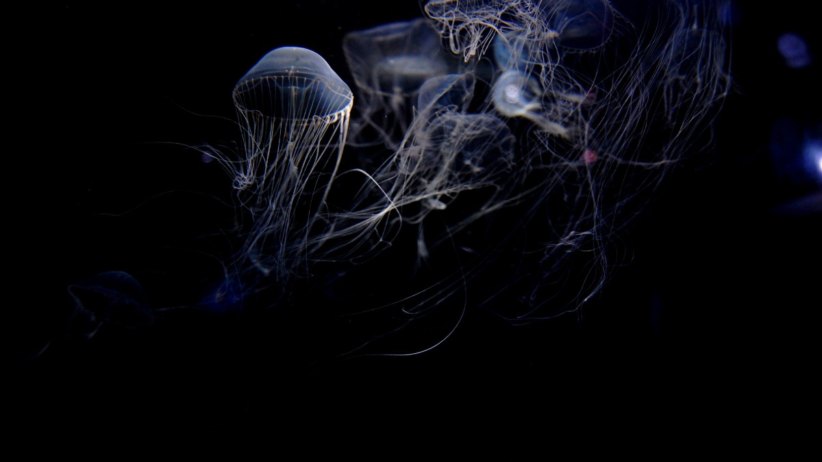 A descoberta revela o quanto o fundo do mar é um ambiente ainda desconhecido / Pixabay