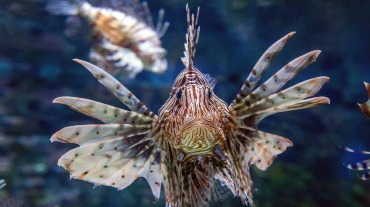 O temido peixe-leão também é considerado invasor no mar brasileiro/SEAS