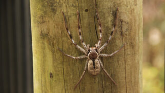 No calor, é comum encontrar aranhas procurando abrigo dentro de casa.