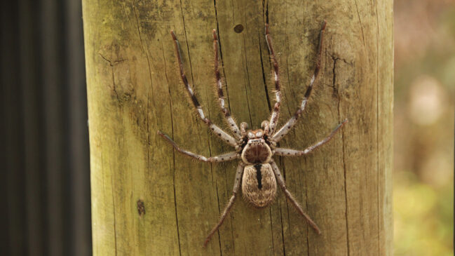No calor, é comum encontrar aranhas procurando abrigo dentro de casa.