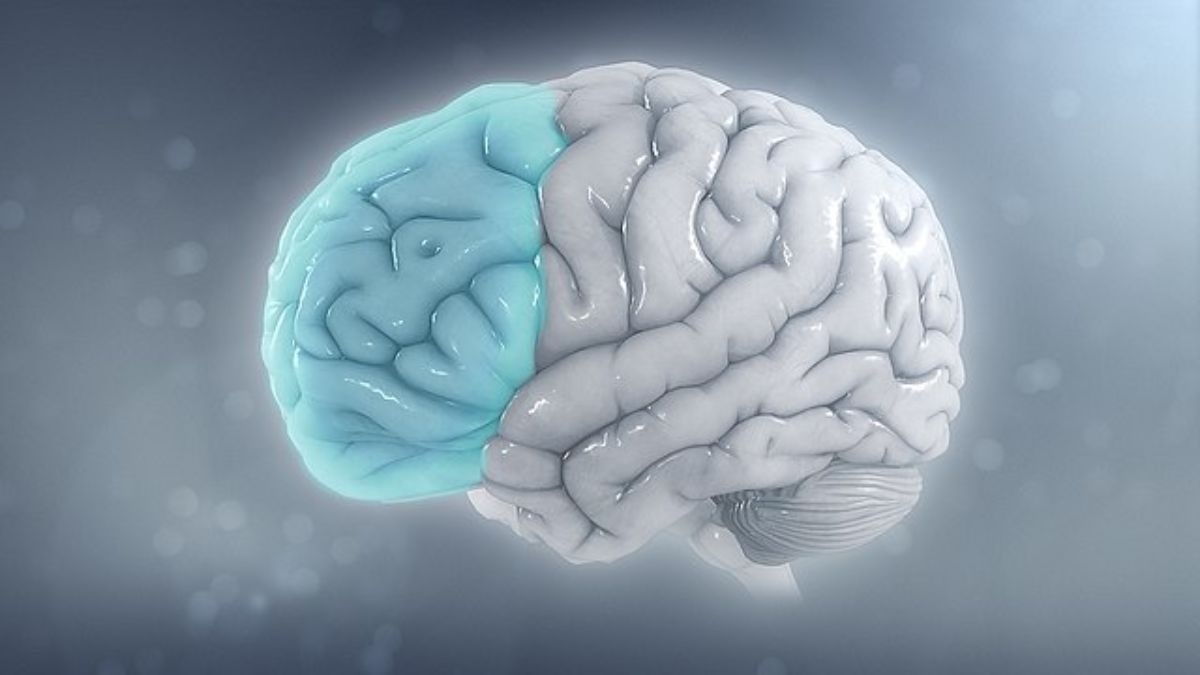 Córtex pré-frontal, essa parte do cérebro ajuda na atenção mantendo o foco e ignorando distrações e na memória de trabalho, que retém informações por um curto período para que você possa usá-las imediatamente, e algumas outras funções como emoções, auxiliando no impulso, entre outras/ Scientific Animations/Wikimedia Commons