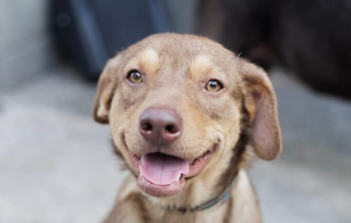 A campanha reforça a importância de garantir um ambiente seguro e adequado para os novos companheiros