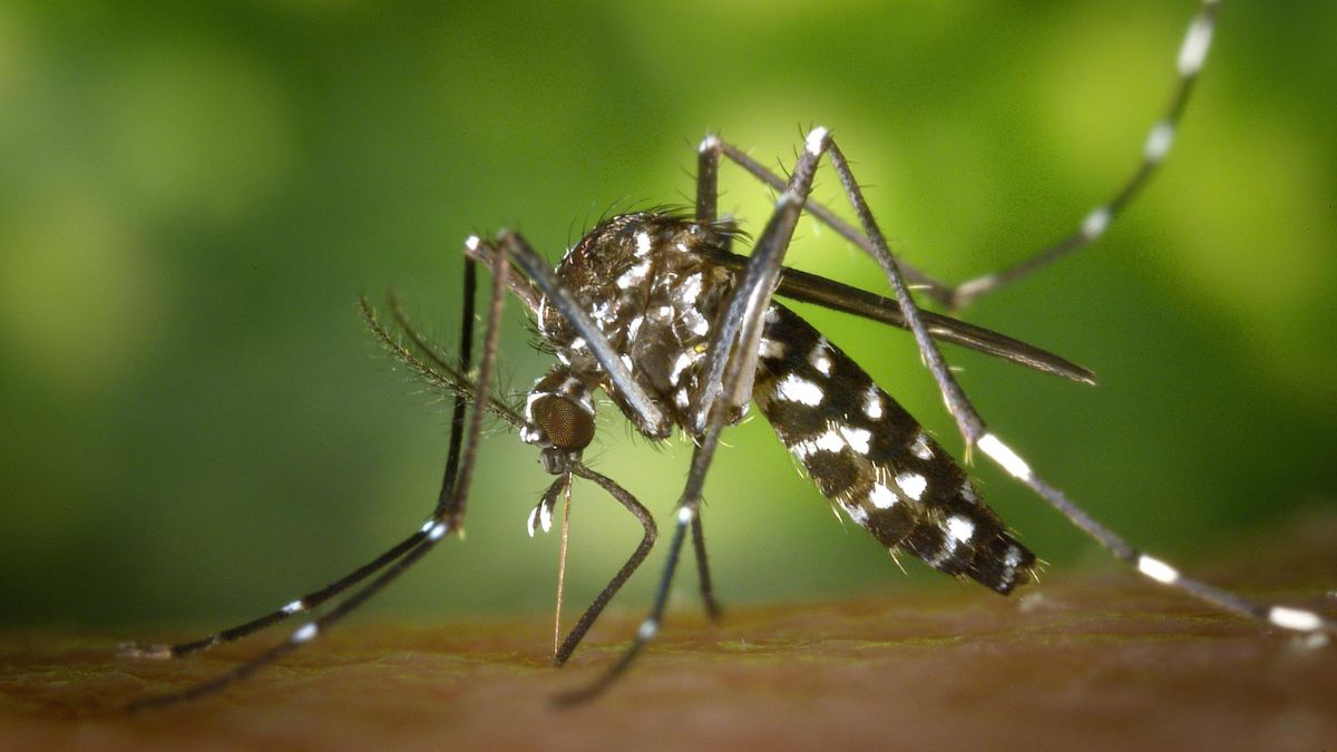 Os números de óbitos por dengue recuaram em comparação com o ano anterior/Pexels