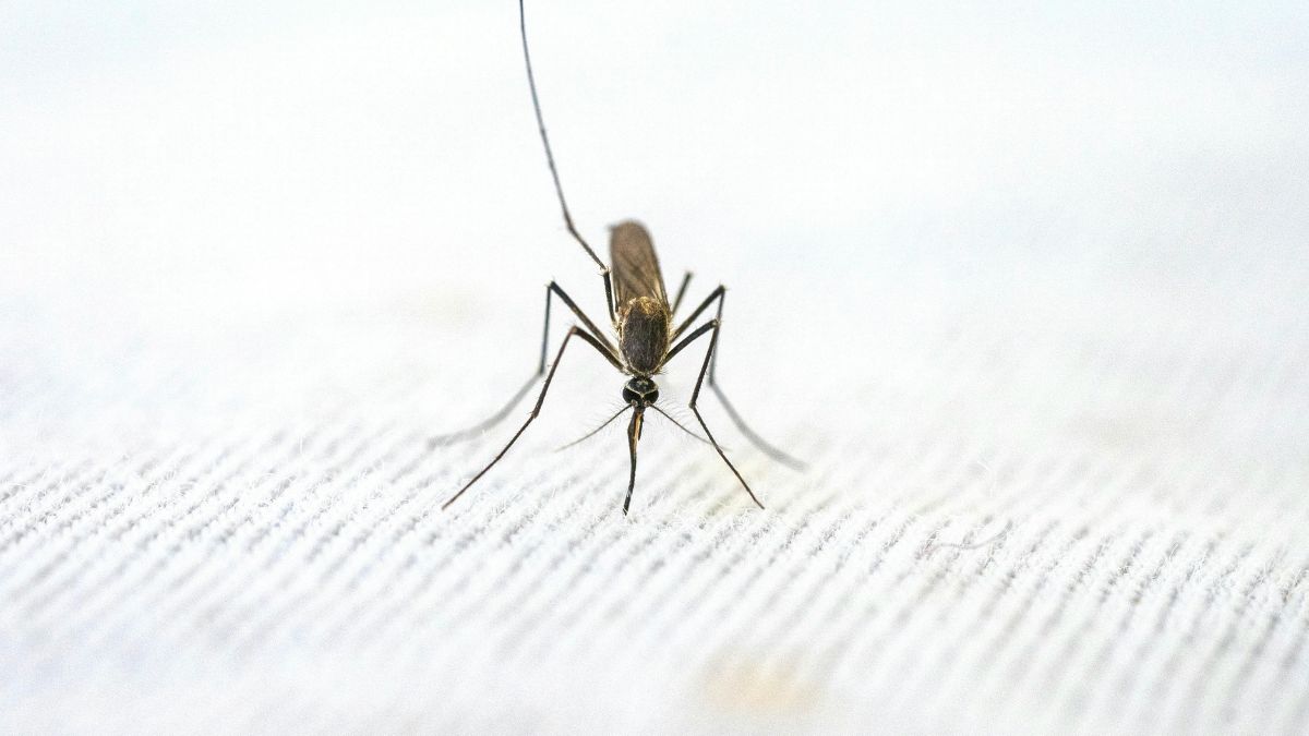Um simples copo d'água pode ser um criadouro para o Aedes aegypti/Pexels