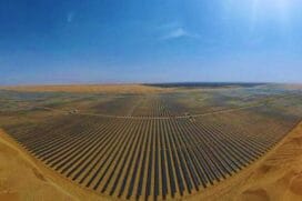 Entre cabos e placas, a natureza encontrou um jeito de renascer no coração do deserto