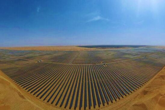 Entre cabos e placas, a natureza encontrou um jeito de renascer no coração do deserto
