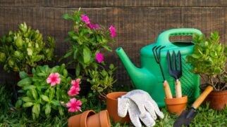 O segredo dos jardineiros: veja as 5 espécies que precisam ser podadas agora para resistir ao calor e produzir mais flores