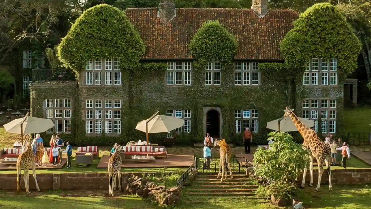 Ícone do turismo de luxo africano, onde girafas interagem livremente com os hóspedes durante o café da manhã/ Divulgação Giraffe Manor