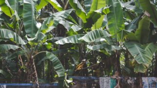 Essa praga, que afeta bananeiras, pode levar à morte da planta em questão de meses