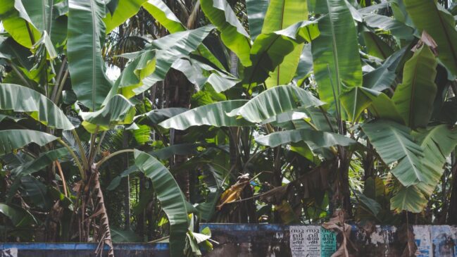 Essa praga, que afeta bananeiras, pode levar à morte da planta em questão de meses