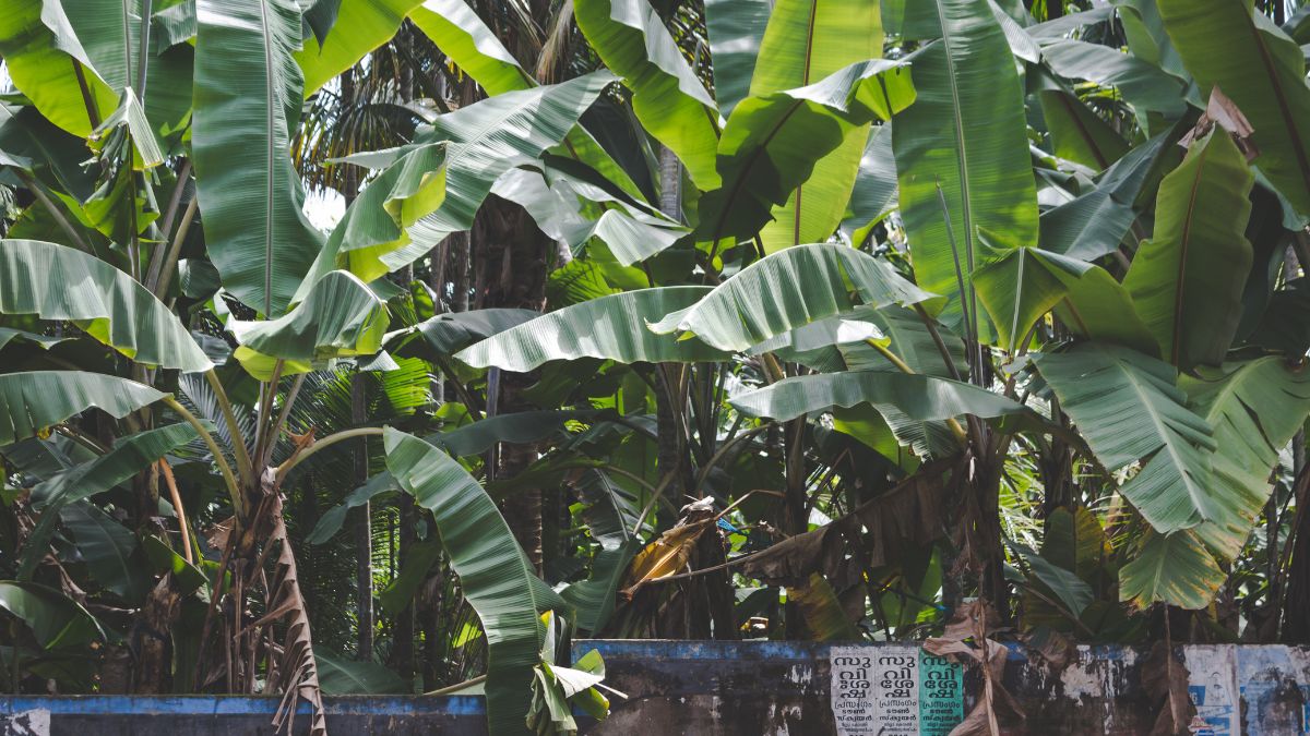 Essa praga, que afeta bananeiras, pode levar à morte da planta em questão de meses