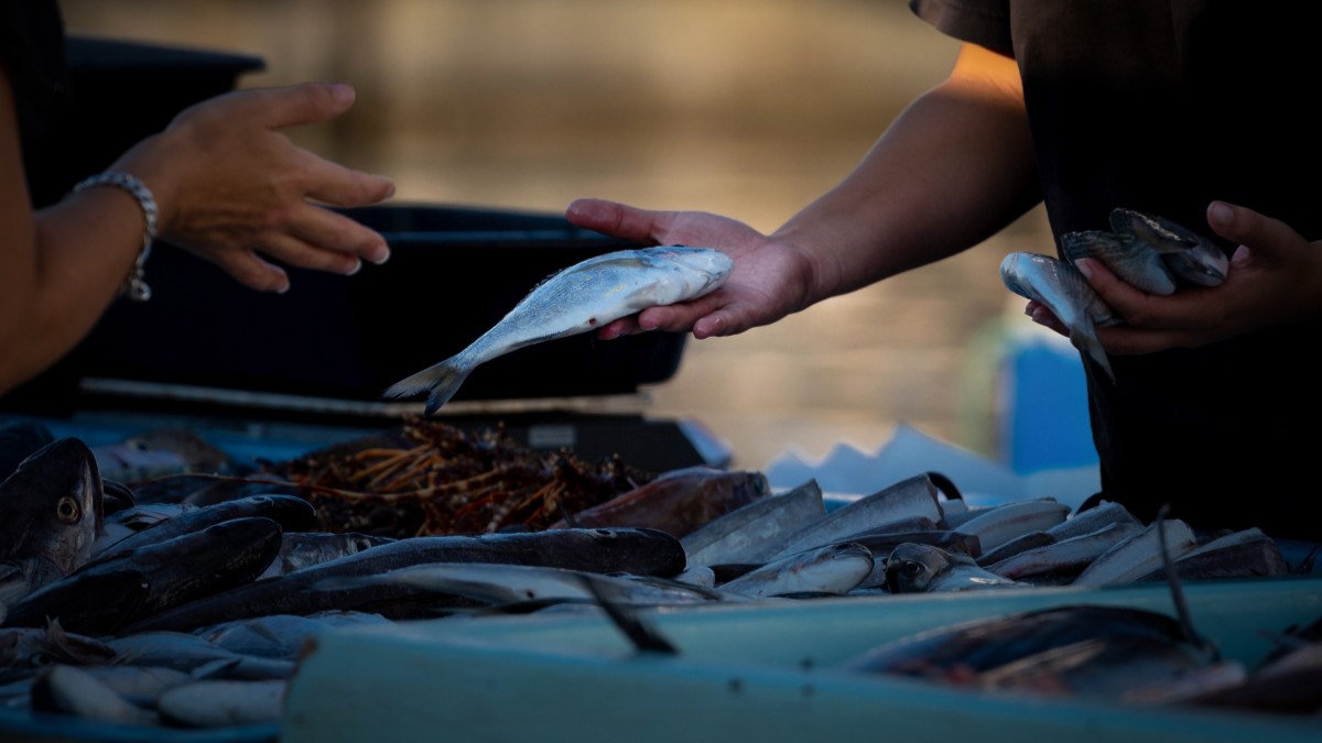 Consumir peixe regularmente ajuda na memória e na concentração, graças aos ácidos graxos essenciais / Pixabay