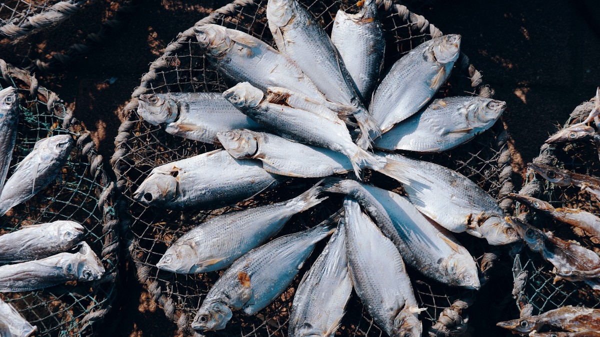 Peixes como fortalecem o sistema imunológico e combatem inflamações / Pixabay