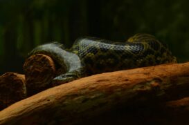 Uma equipe da Universidade de Queensland, na Austrália, foi chamada pelos moradores locais para avaliar a presença dessas serpentes gigantes