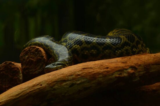 Uma equipe da Universidade de Queensland, na Austrália, foi chamada pelos moradores locais para avaliar a presença dessas serpentes gigantes