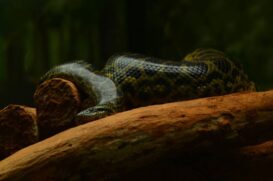 Uma equipe da Universidade de Queensland, na Austrália, foi chamada pelos moradores locais para avaliar a presença dessas serpentes gigantes