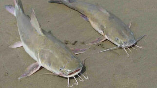 Esse peixe normalmente é conhecido por mudar a cadeia alimentar por onde passa