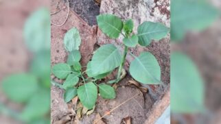 Nicotiana glauca, também chamada de charuteira, tabaco-arbóreo ou fumo bravo, contém uma substância chamada anabazina