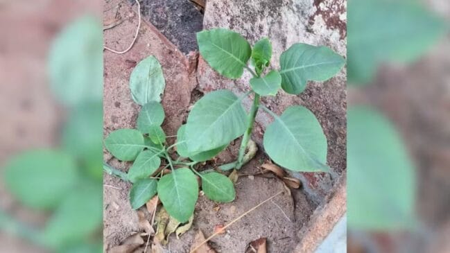 Nicotiana glauca, também chamada de charuteira, tabaco-arbóreo ou fumo bravo, contém uma substância chamada anabazina