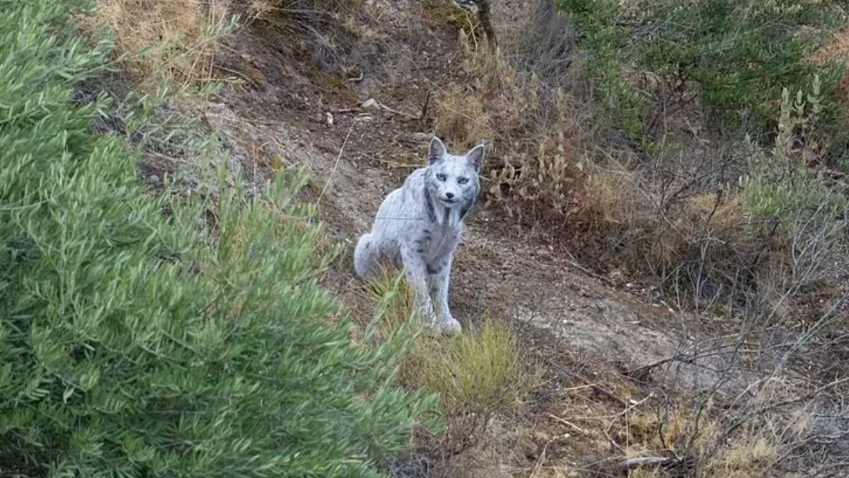Fotógrafo espanhol Ángel Hidalgo conseguiu registrar o momento raro depois de meses de espera